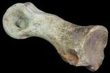 Tyrannosaur Toe Bone - Alberta (Disposition #-) #97055-1